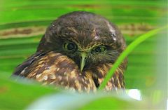 Morepork